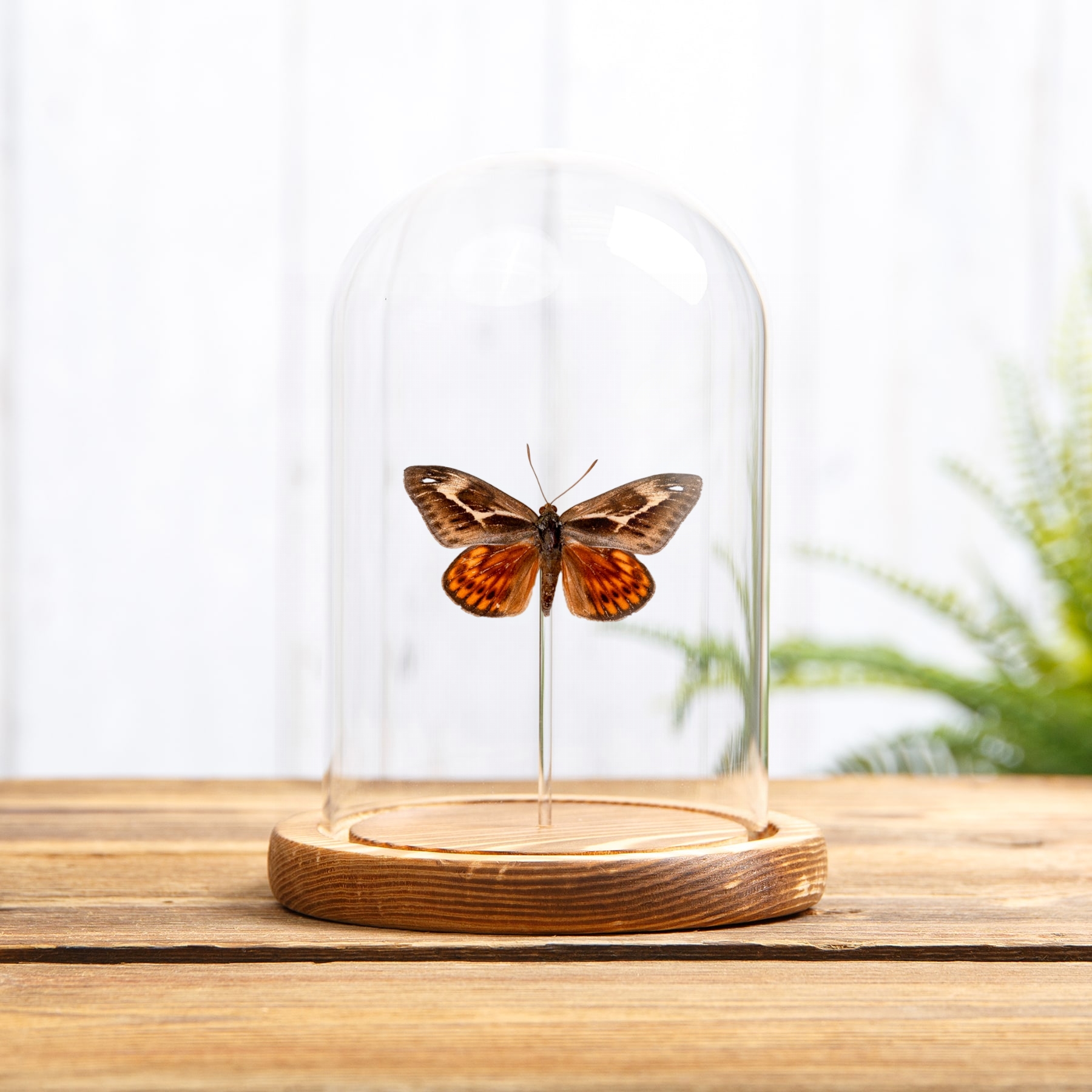 Castnia miastagma In Glass Dome From Mexico