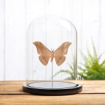 Minibeast Chinese Tussar Moth In Glass Dome (Antheraea pernyi)