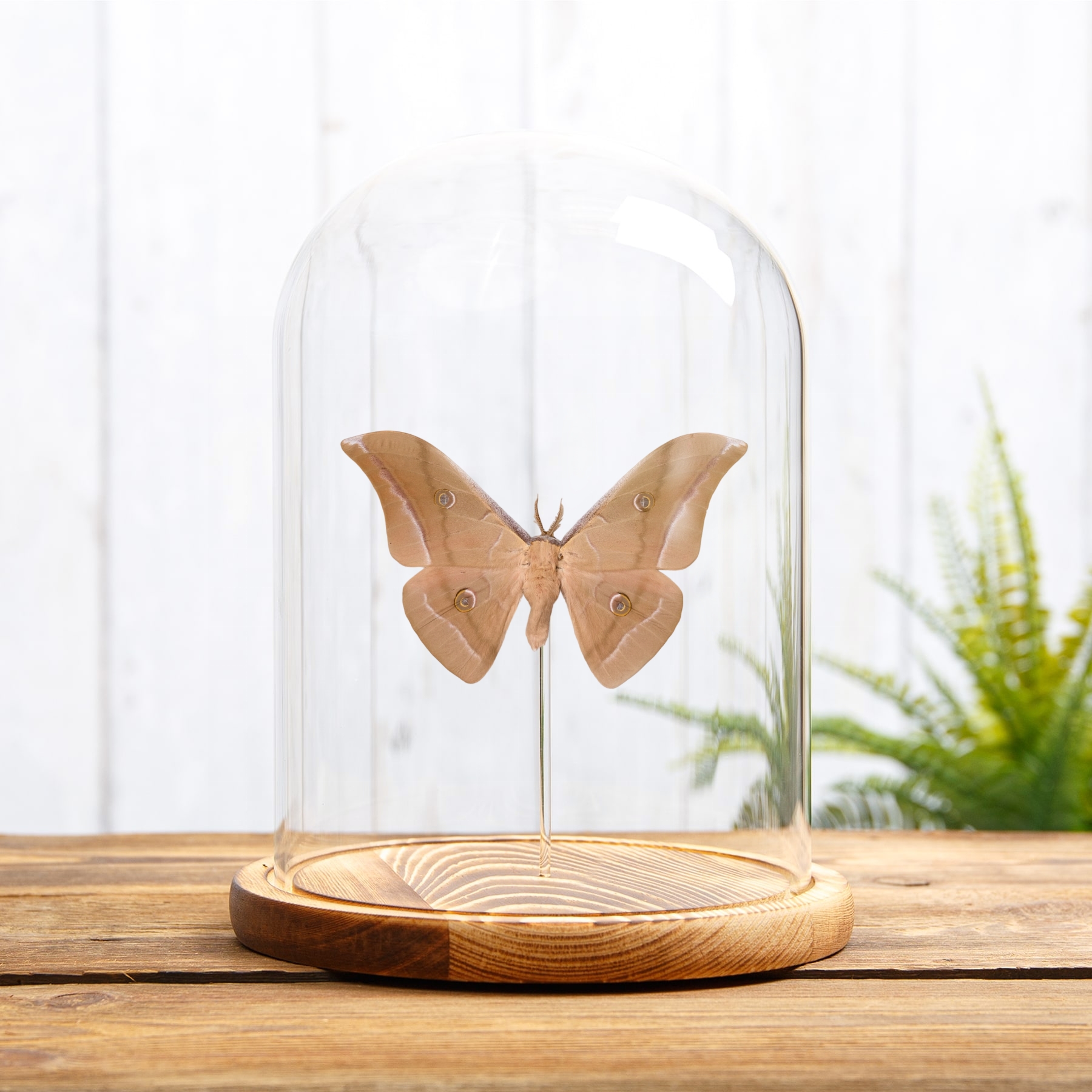 Chinese Tussar Moth In Glass Dome (Antheraea pernyi)