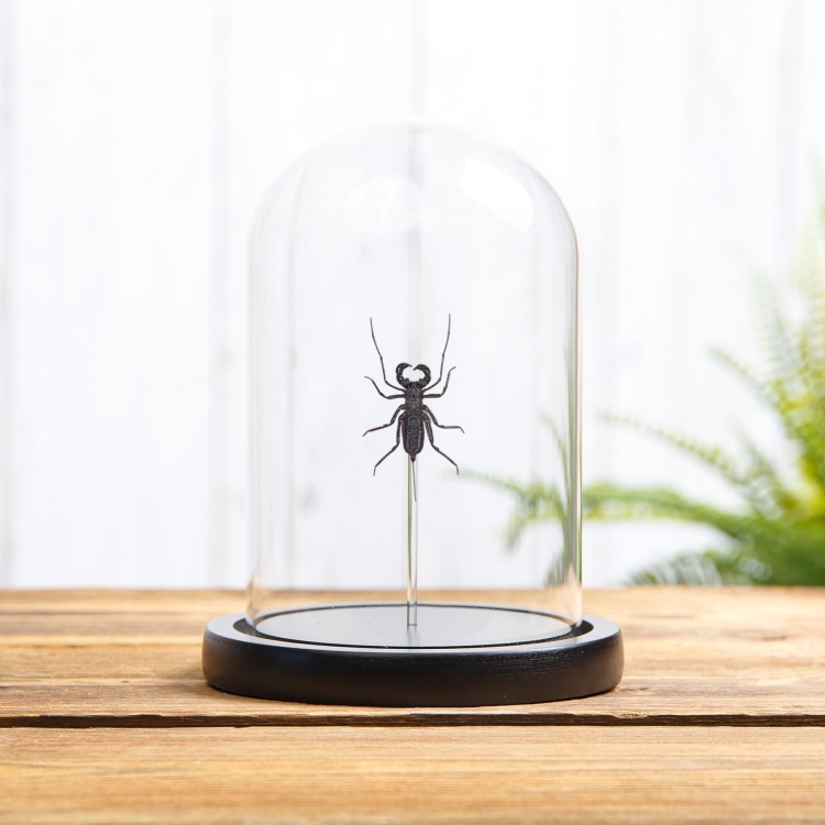 Whip Scorpion In Glass Dome (Hypocnoctus rangunensis)