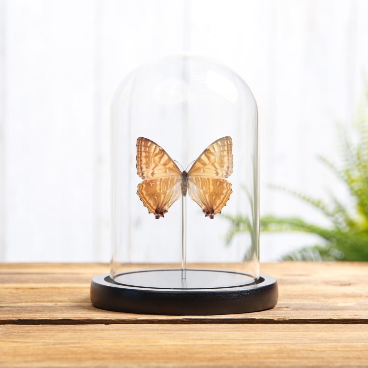Female Sulkowsky's Morpho Yellow Form Butterfly In Glass Dome (Morpho sulkowskyi)