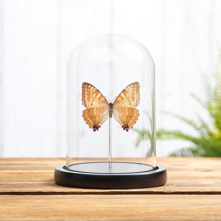 Female Sulkowsky's Morpho Yellow Form Butterfly In Glass Dome (Morpho sulkowskyi)