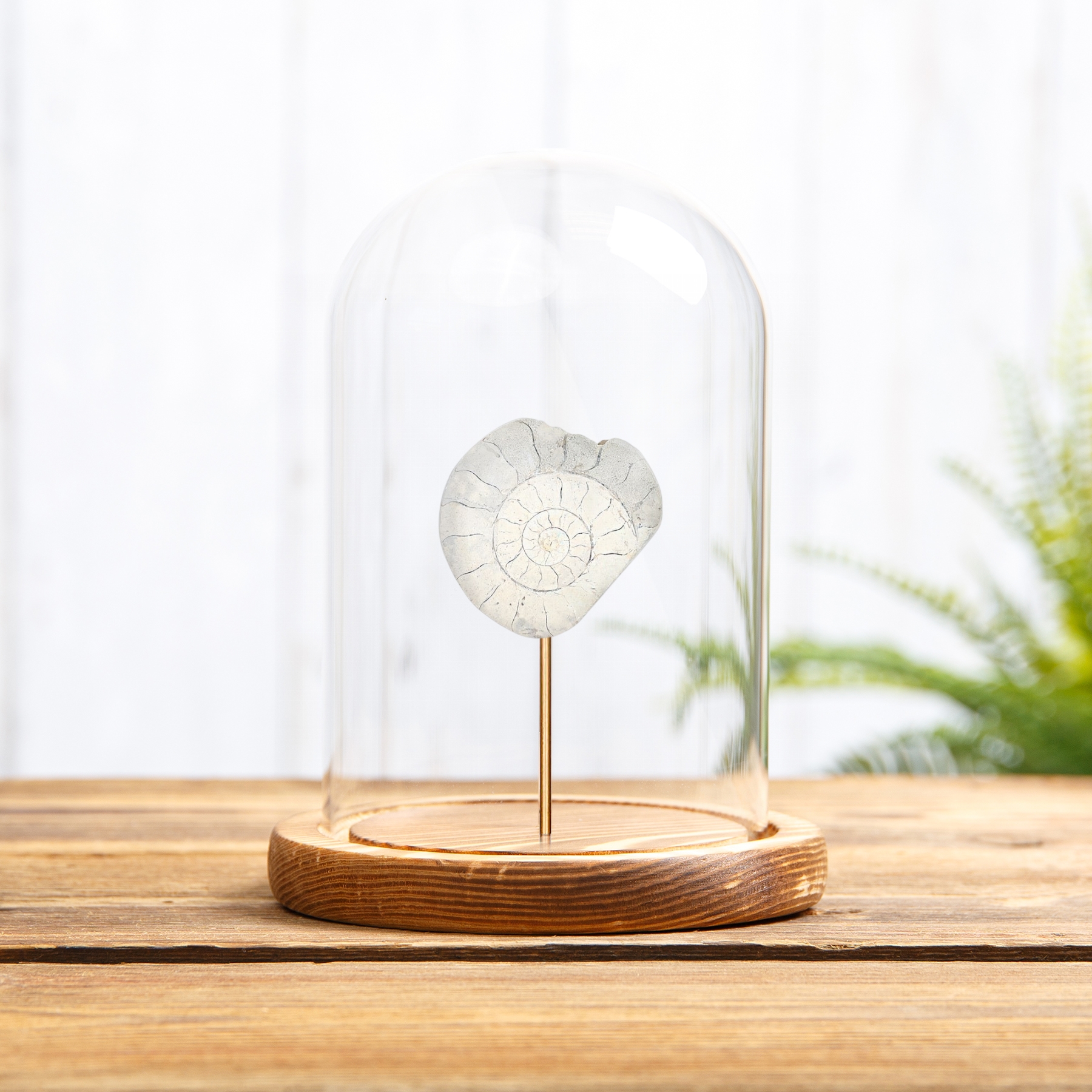 Large Limestone Ammonite In Glass Dome (Cleoniceras sp)