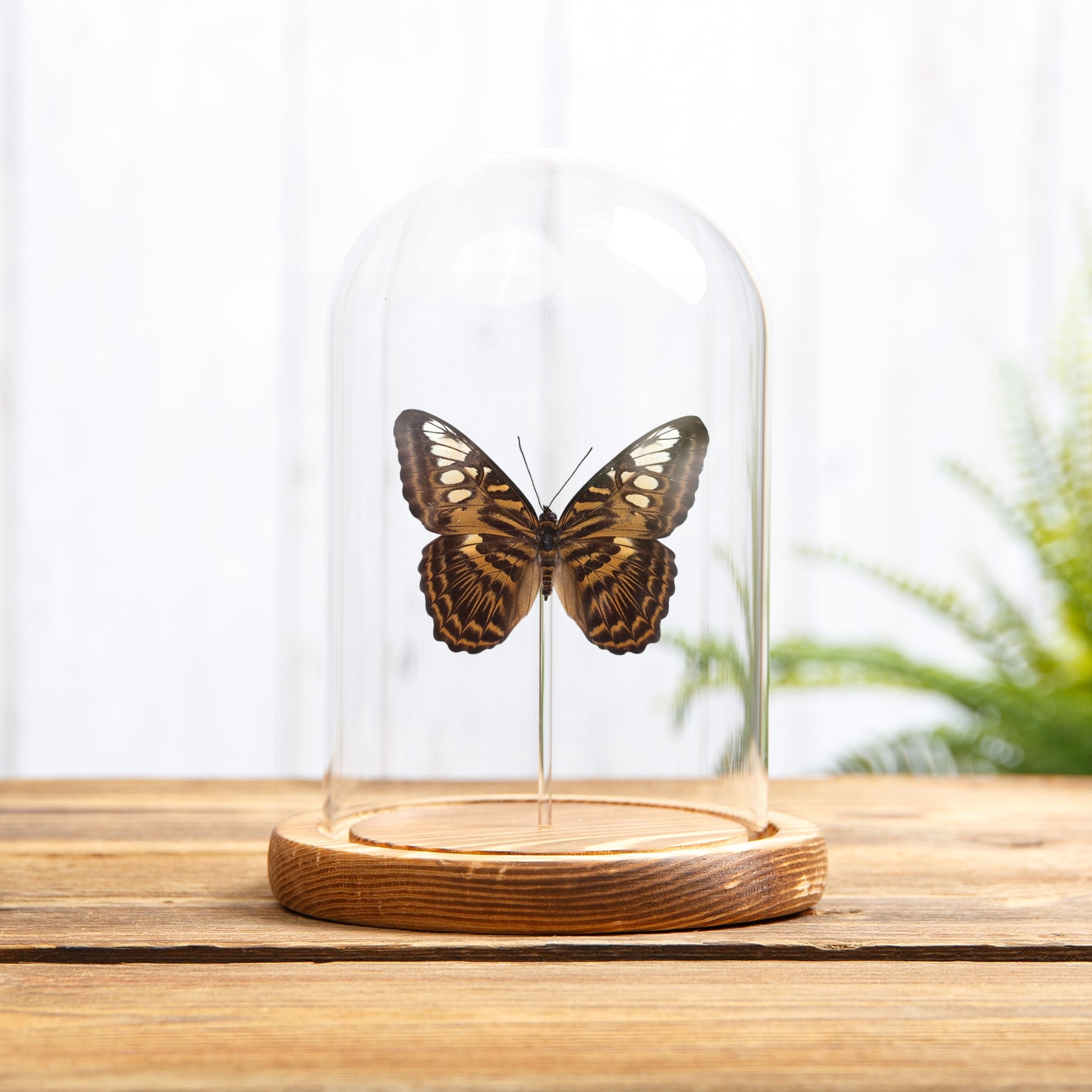 The Clipper Butterfly In Glass Dome (Parthenos sylvia brunnea)