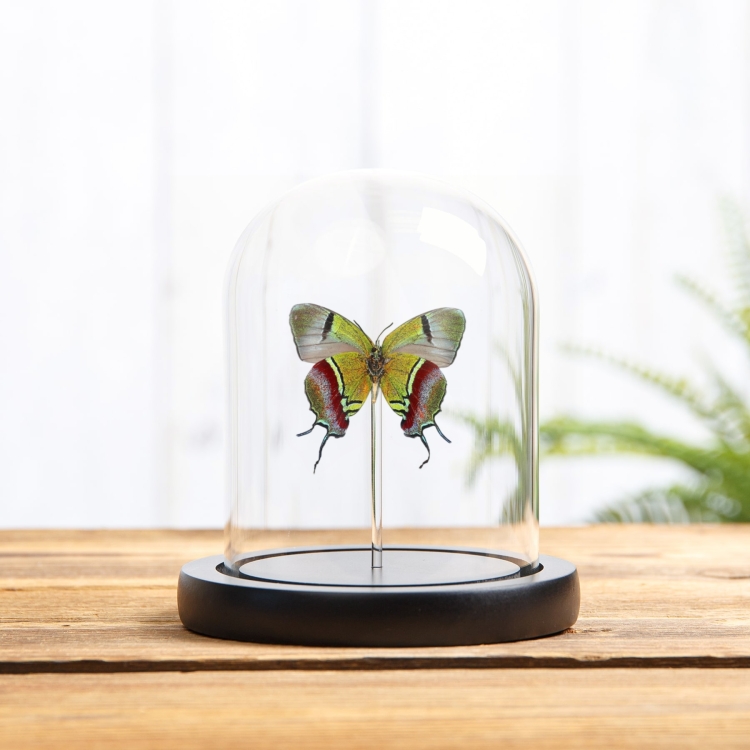 Regal Hairstreak Butterfly In Glass Dome (Evenus regalis)