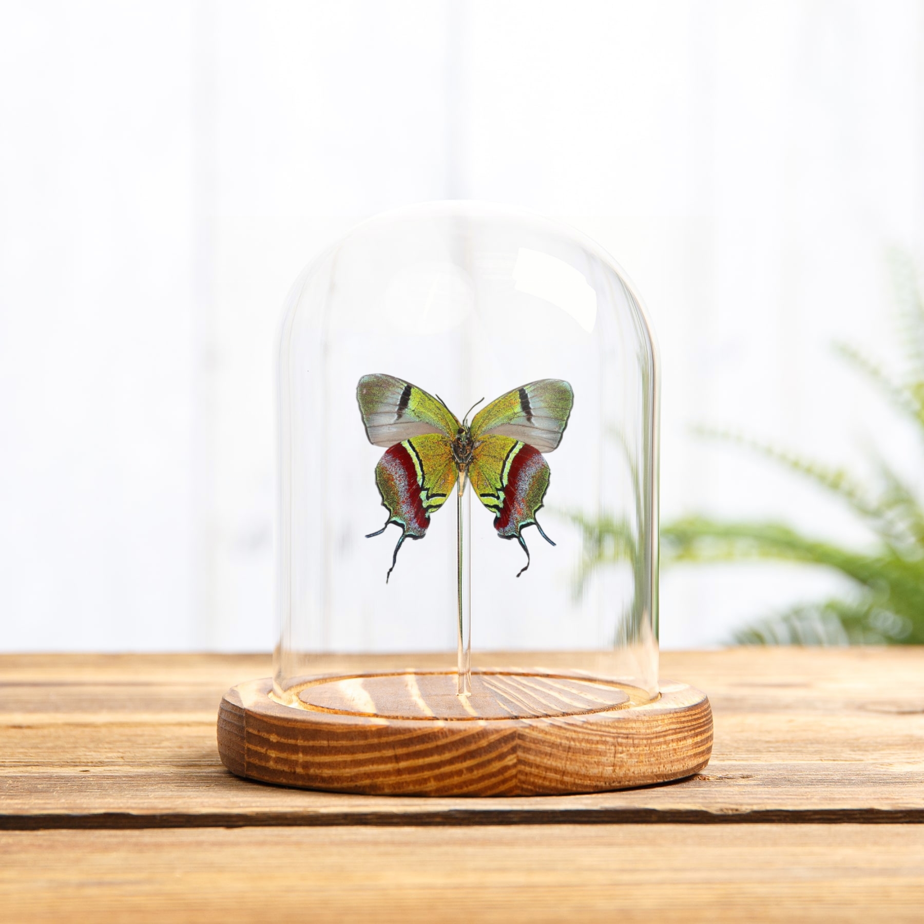 Minibeast Regal Hairstreak Butterfly In Glass Dome (Evenus regalis)