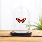 Minibeast Heliconius Hybrid Butterfly In Glass Dome (Heliconius melpomene X Heliconius doris)