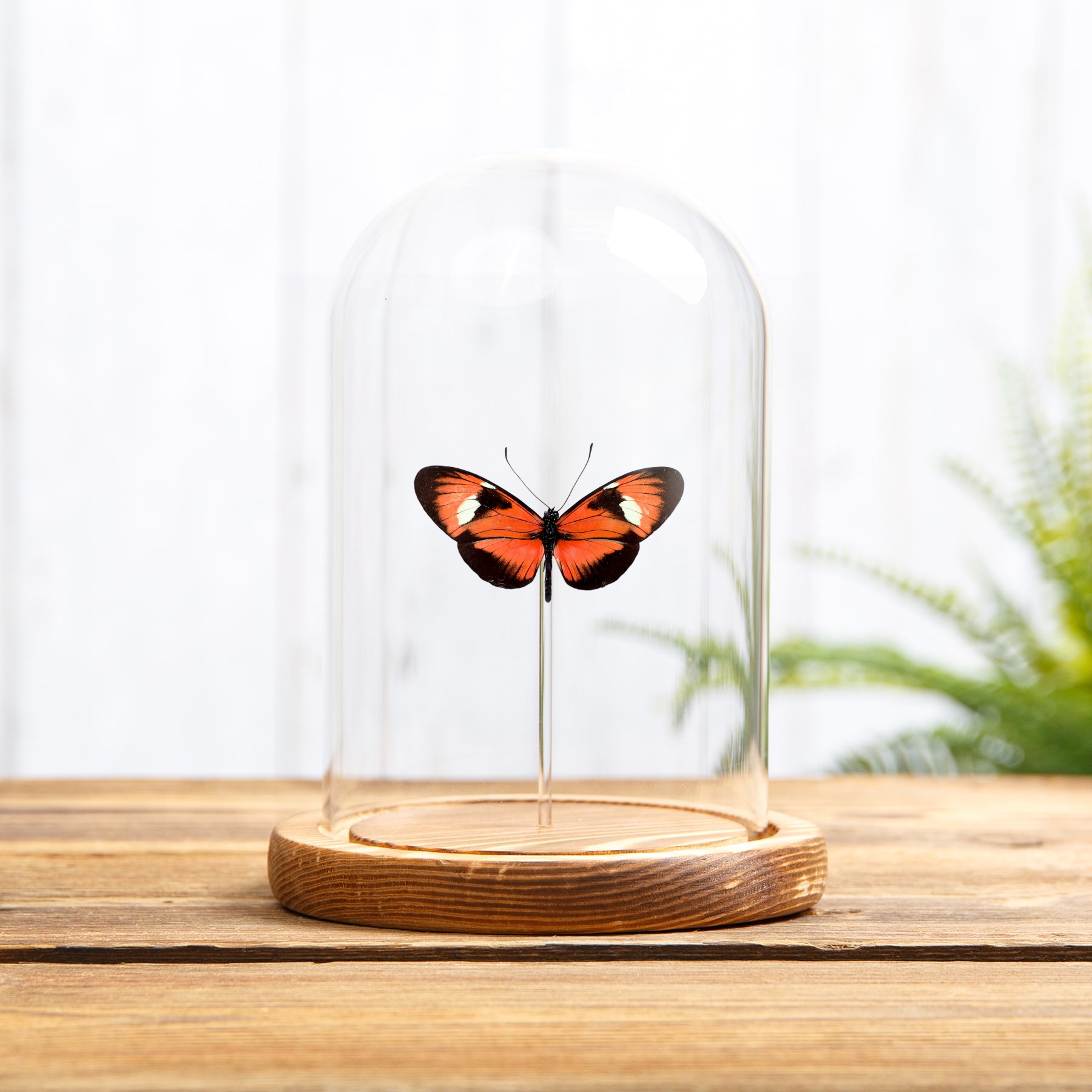 Heliconius Hybrid Butterfly In Glass Dome (Heliconius melpomene X Heliconius doris)