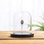 Minibeast Jewel Man Face Bug In Glass Dome (Calliphara caesar)