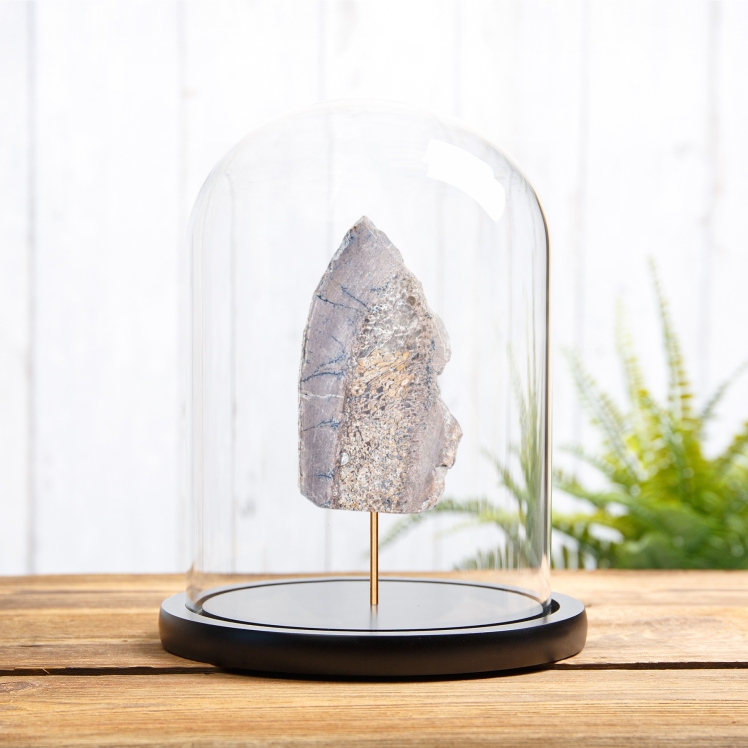 Polished Dinosaur Bone Slice In Glass Dome (Theropoda sp)