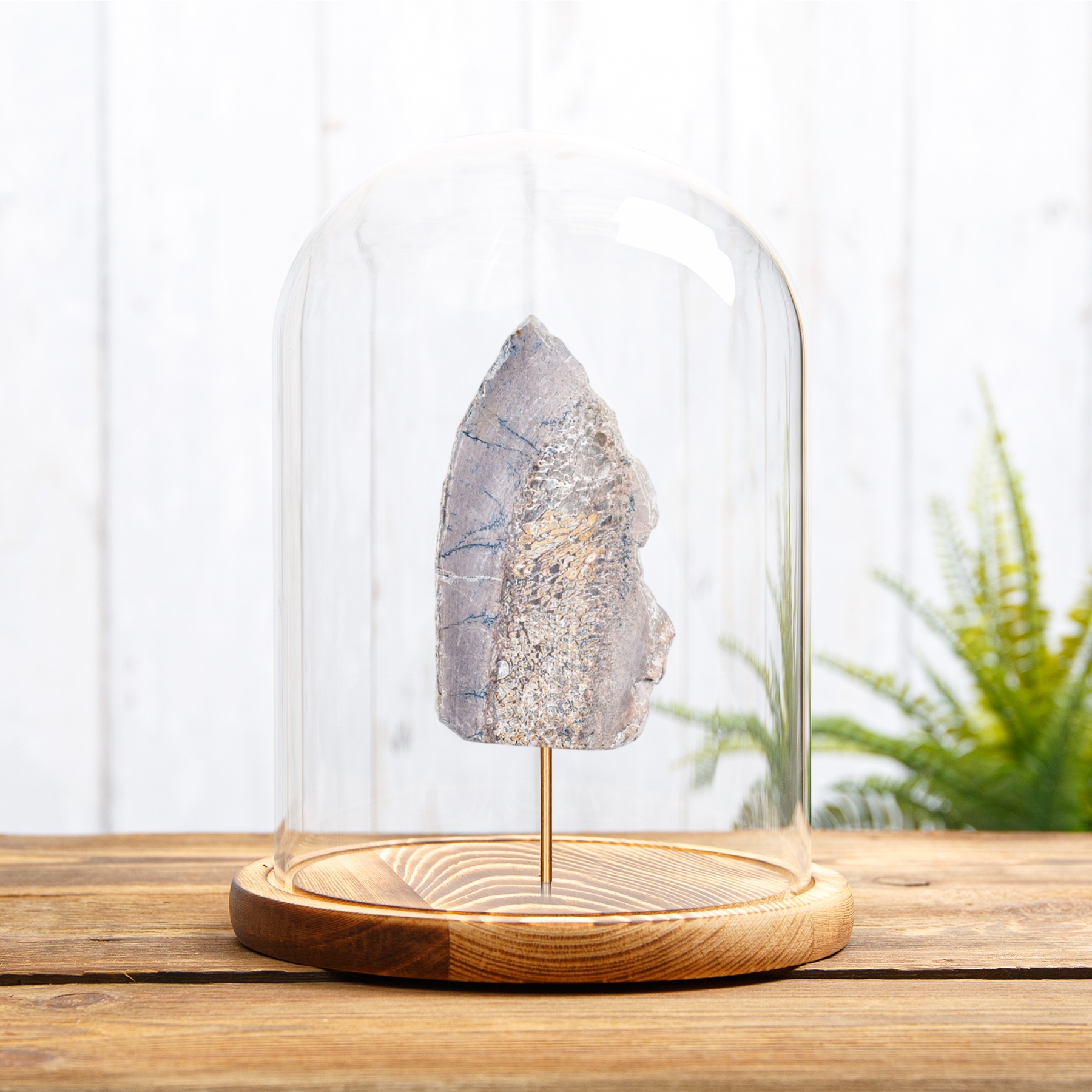 Polished Dinosaur Bone Slice In Glass Dome (Theropoda sp)