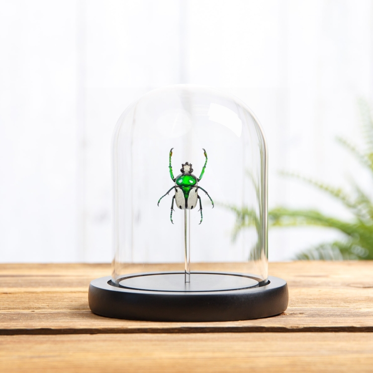 Green Flower Beetle In Glass Dome (Ranzania bertolonii)