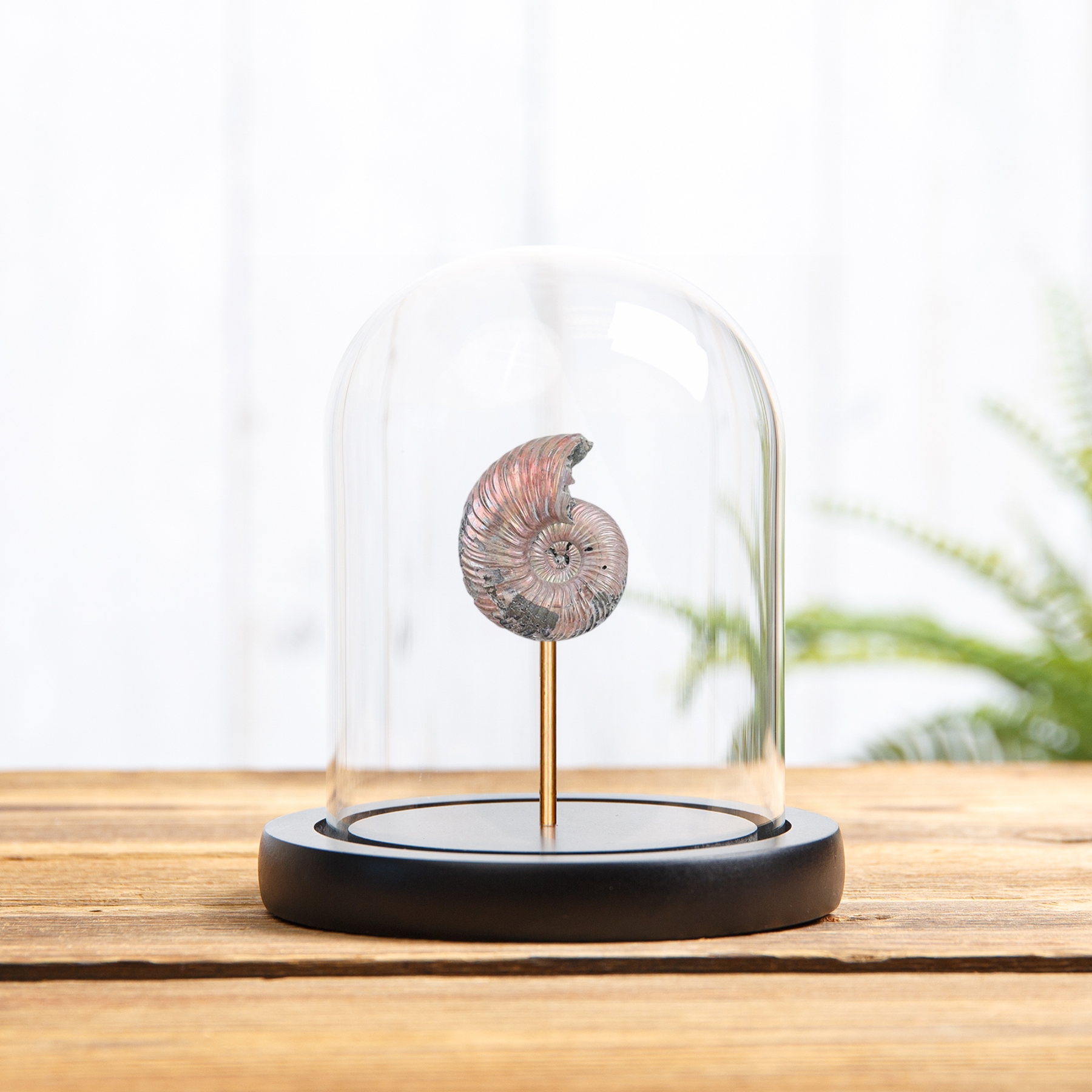 Minibeast Volga River Ammonite In Glass Dome (Quenstedtoceras sp)