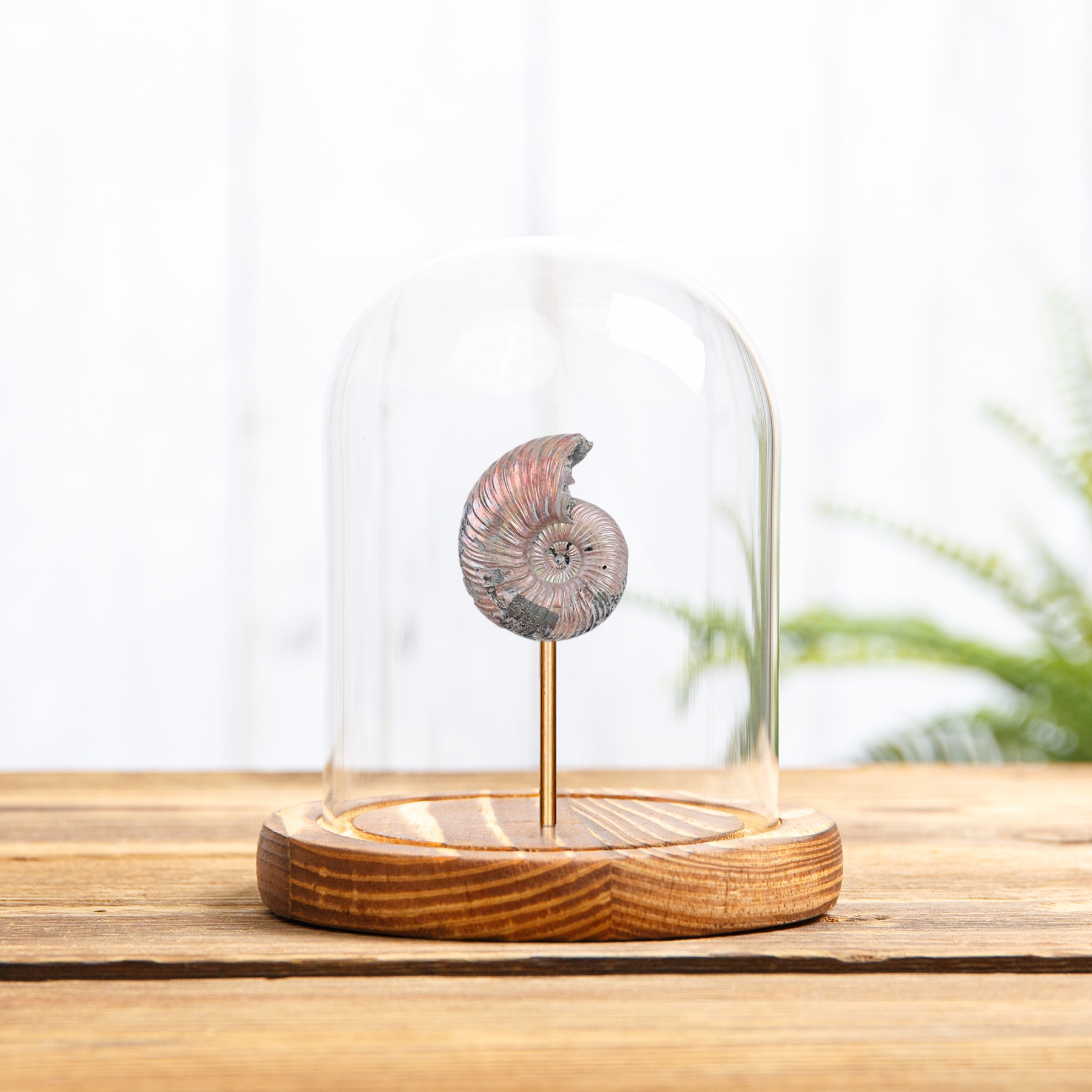 Minibeast Volga River Ammonite In Glass Dome (Quenstedtoceras sp)