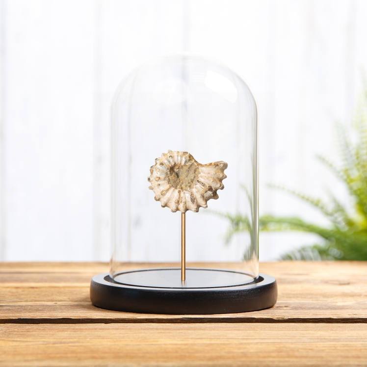 Douvilleiceras Ammonite Fossil In Glass Dome (Douvilleiceras sp) Douvilleiceras Ammonite Fossil In Glass Dome (Douvilleiceras sp)