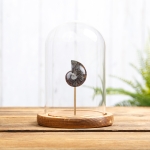 Whole Polished Ammonite Fossil In Glass Dome (Cleoniceras sp)