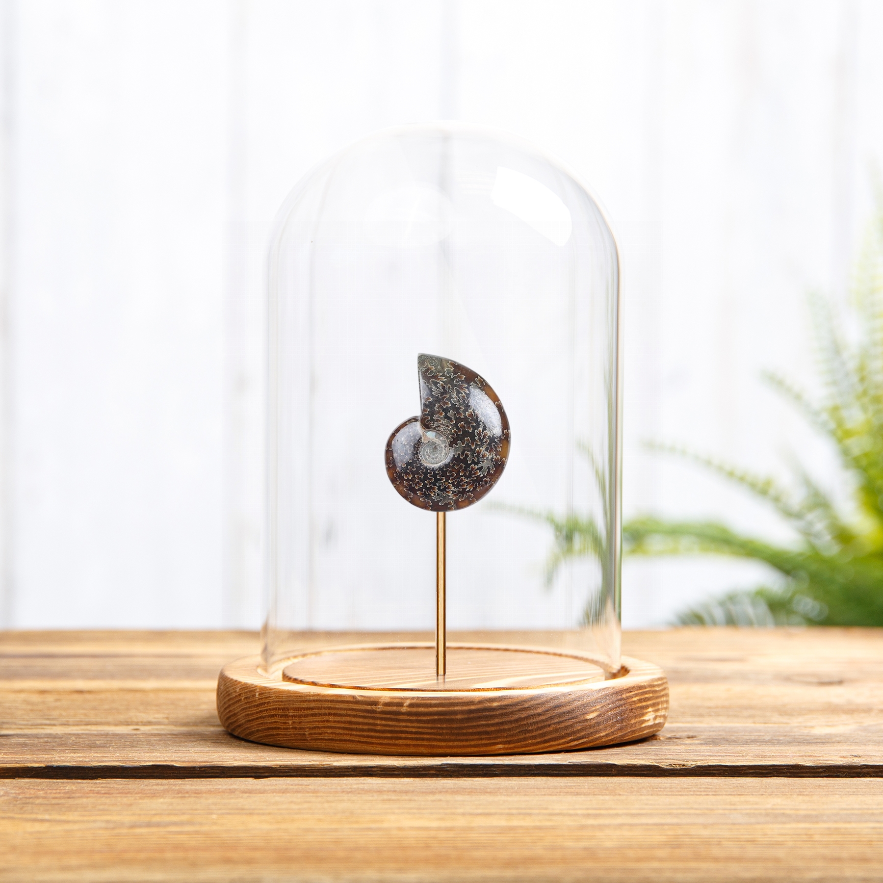 Whole Polished Ammonite Fossil In Glass Dome (Cleoniceras sp) Whole Polished Ammonite Fossil In Glass Dome (Cleoniceras sp)