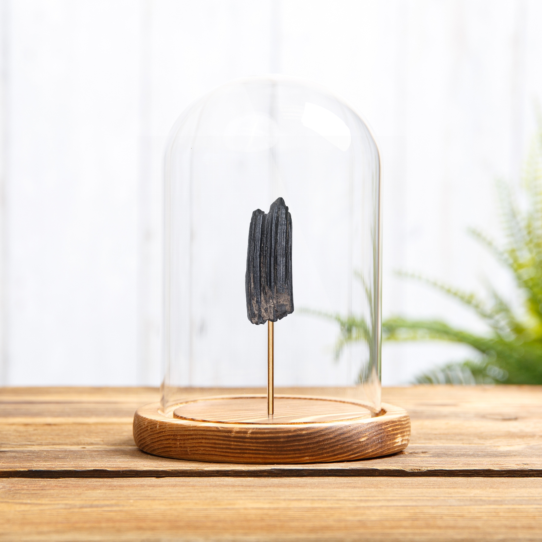 Horse Tooth Fossil In Glass Dome (Equus sp)