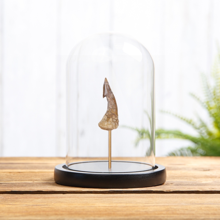 Barbed Swordfish Dinosaur Tooth Fossil In Glass Dome (Onchopristis sp)