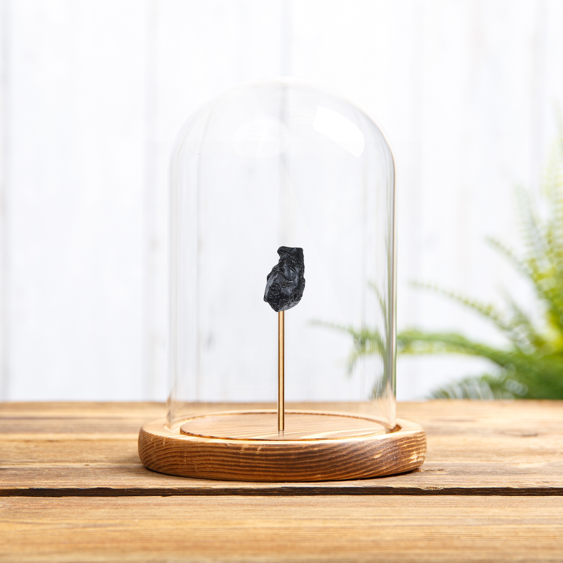 Tektite Meteorite Glass In Glass Dome with Wooden Base Tektite Meteorite Glass In Glass Dome with Wooden Base