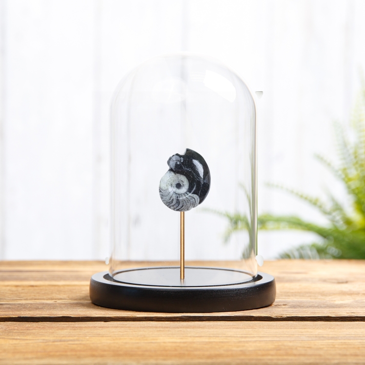 Goniatite Ammonite In Glass Dome (Goniatitida sp)