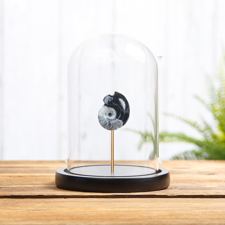 Goniatite Ammonite In Glass Dome (Goniatitida sp)