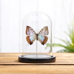 Minibeast Rare Female Sulkowsky's Morpho Butterfly In Glass Dome (Morpho sulkowskyi)