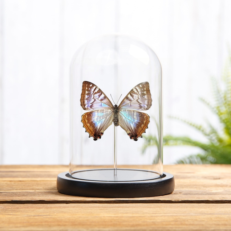 Rare Female Sulkowsky's Morpho Butterfly In Glass Dome (Morpho sulkowskyi)