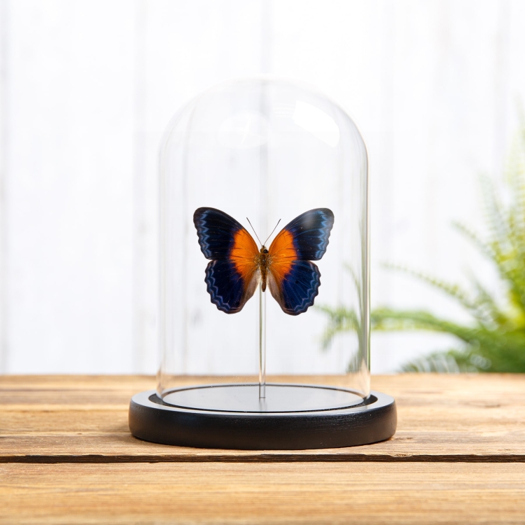 Cirrochroa regina paulowna In Glass Dome from indonesia