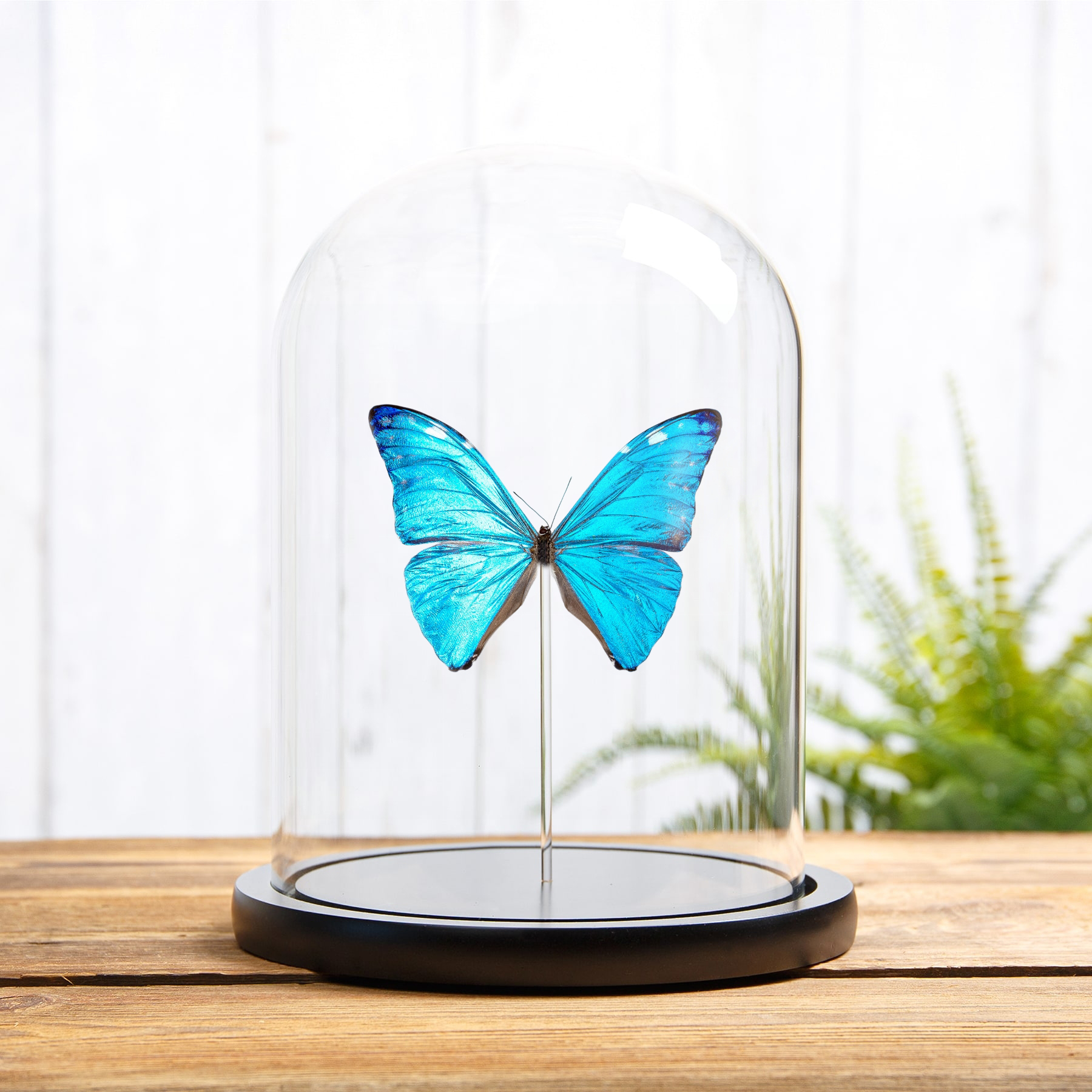 Minibeast Adonis Morpho In Glass Dome (Morpho marcus major)