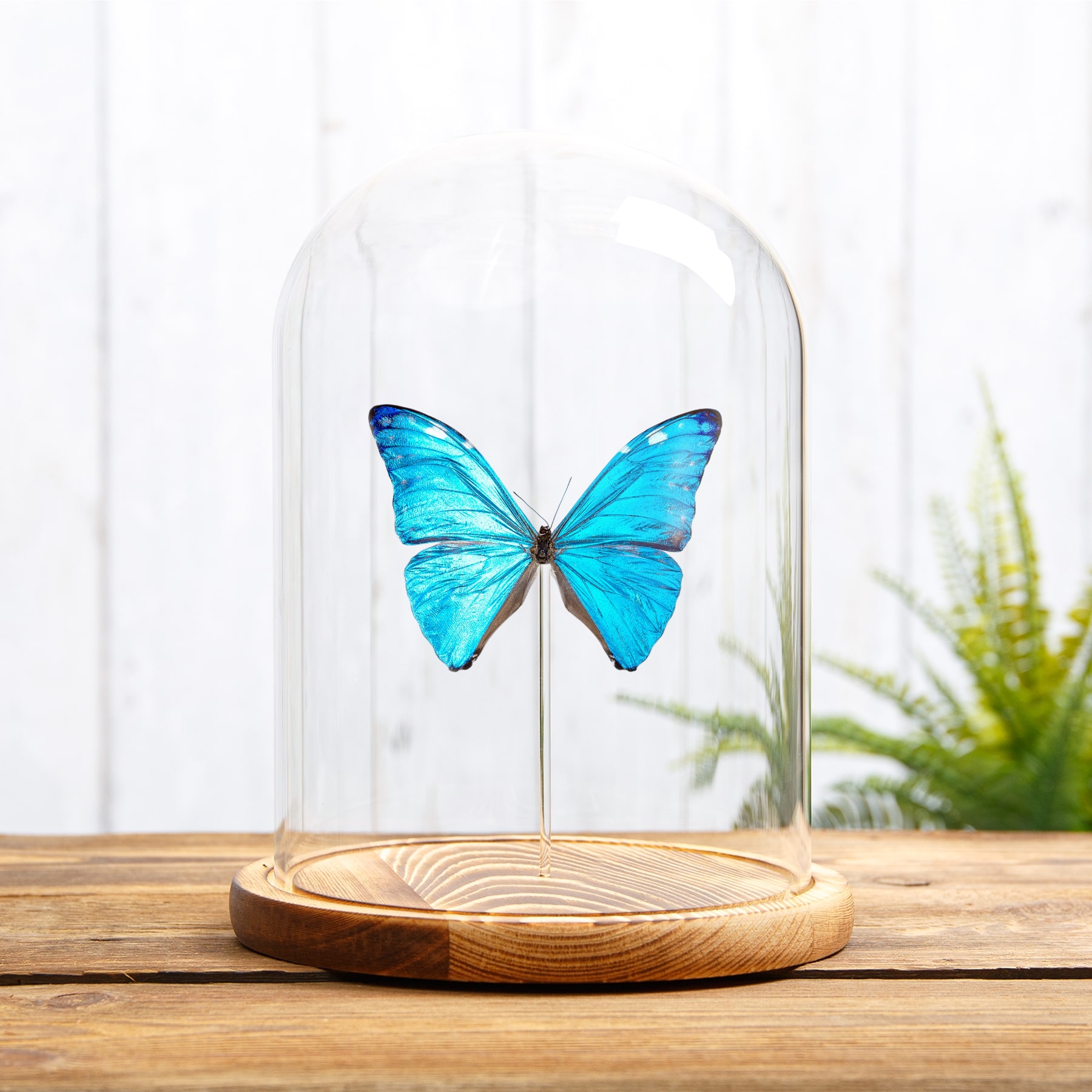 Minibeast Adonis Morpho In Glass Dome (Morpho marcus major)