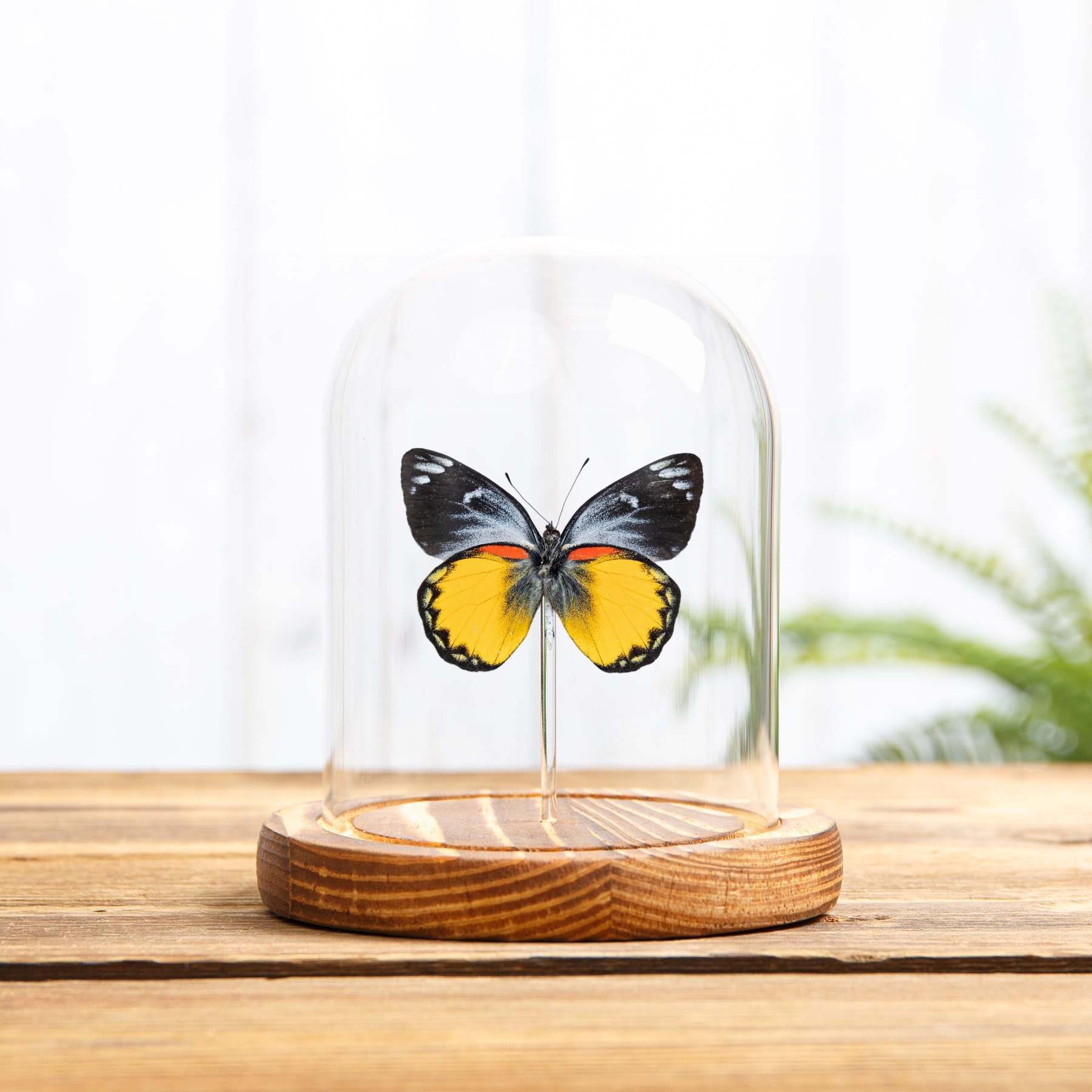 Delias Butterfly In Glass Dome (Delias oraia bratana)