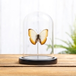 Minibeast Reinhold's Creamy Glider Butterfly In Glass Dome (Cymothoe reinholdi vitalis)