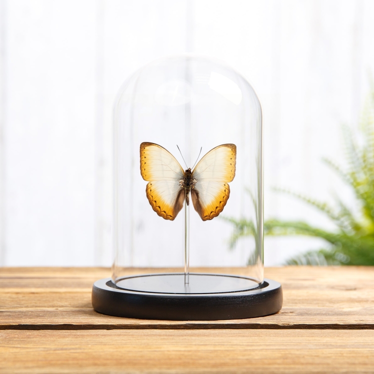 Reinhold's Creamy Glider Butterfly In Glass Dome (Cymothoe reinholdi vitalis) Reinhold's Creamy Glider Butterfly In Glass Dome (Cymothoe reinholdi vitalis)