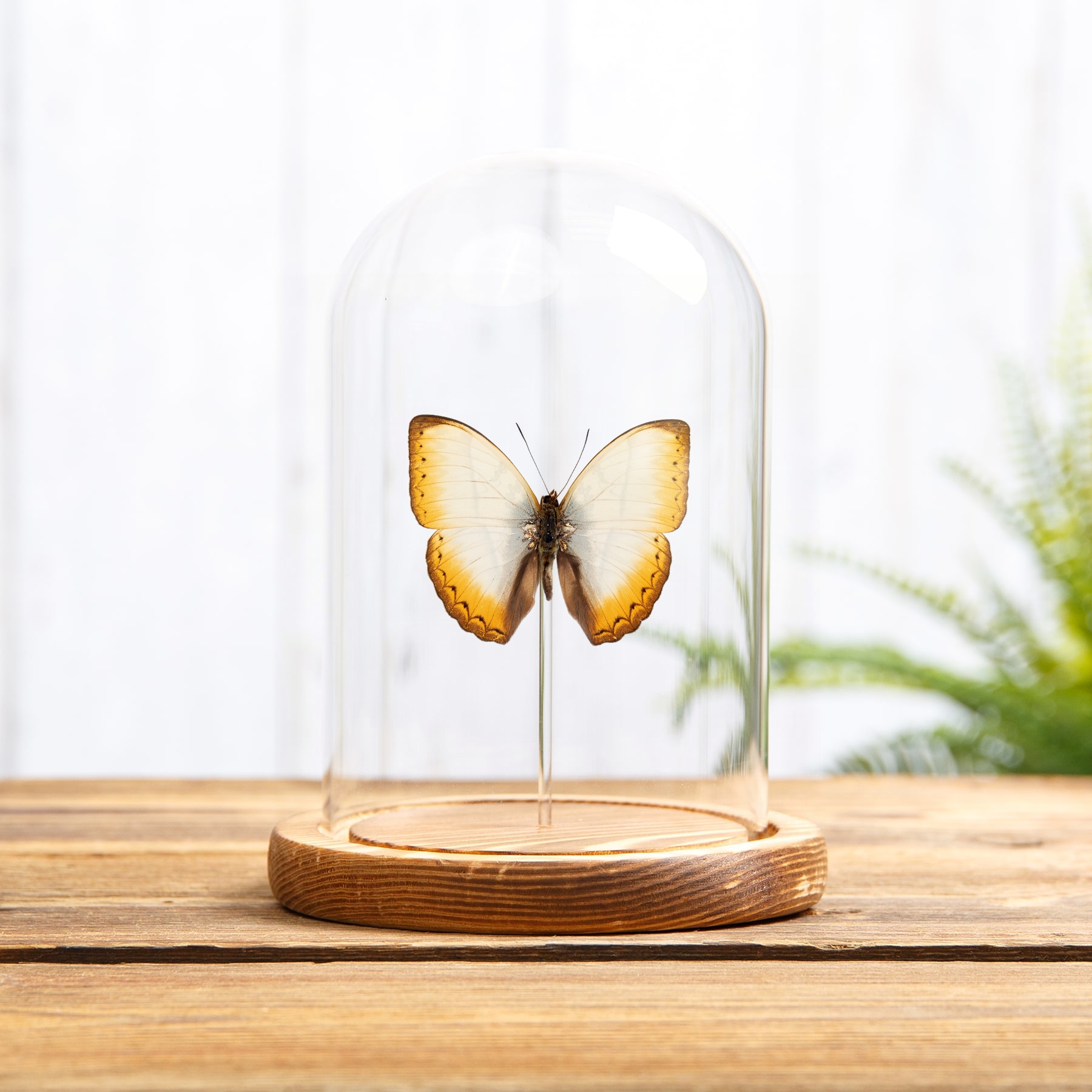 Reinhold's Creamy Glider Butterfly In Glass Dome (Cymothoe reinholdi vitalis)