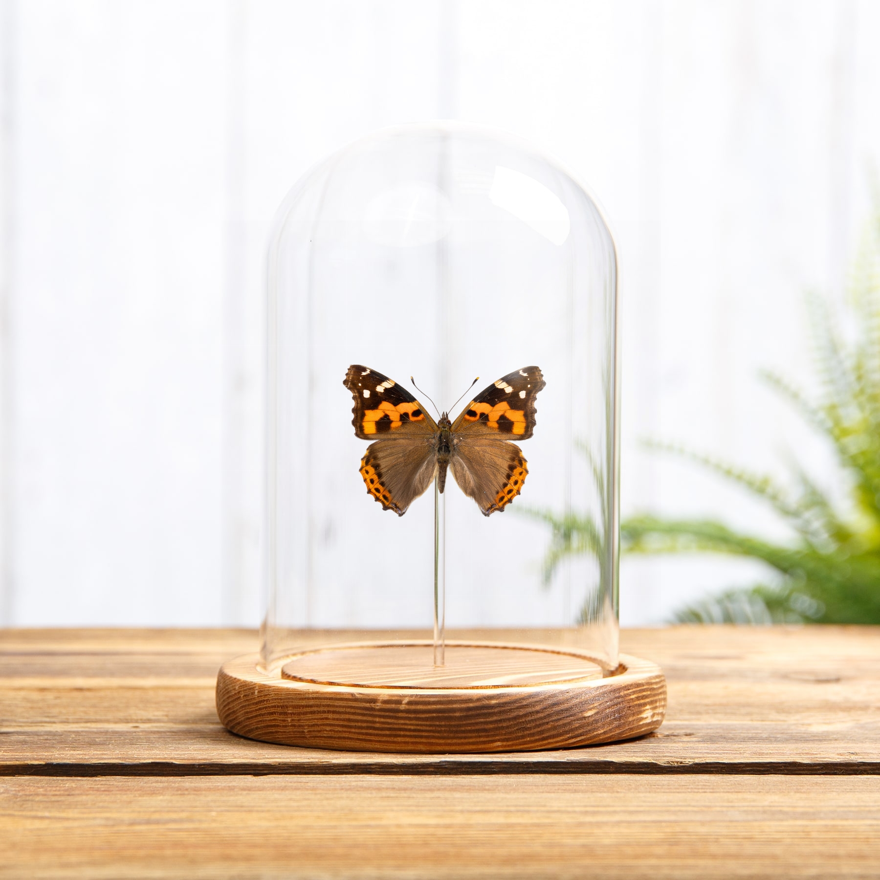 Indian Red Admiral Butterfly In Glass Dome (Vanessa indica indica)