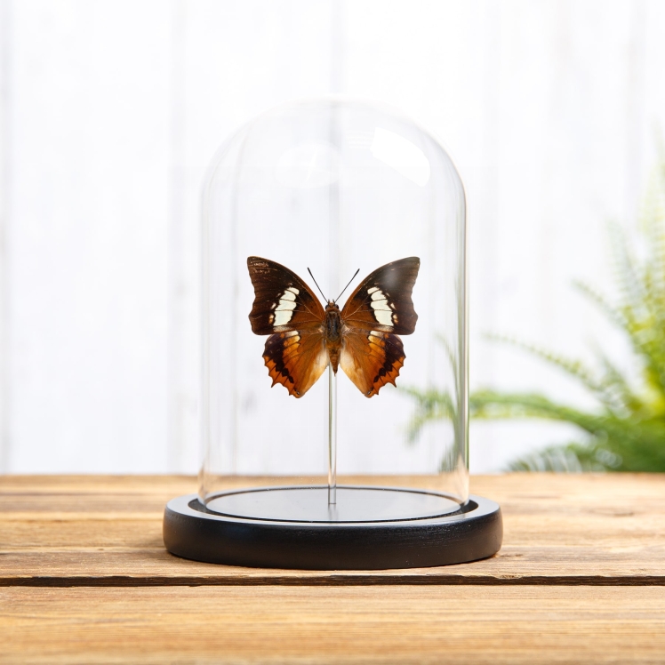 The Tawny Rajah Butterfly In Glass Dome (Charaxes bernardus hierax)