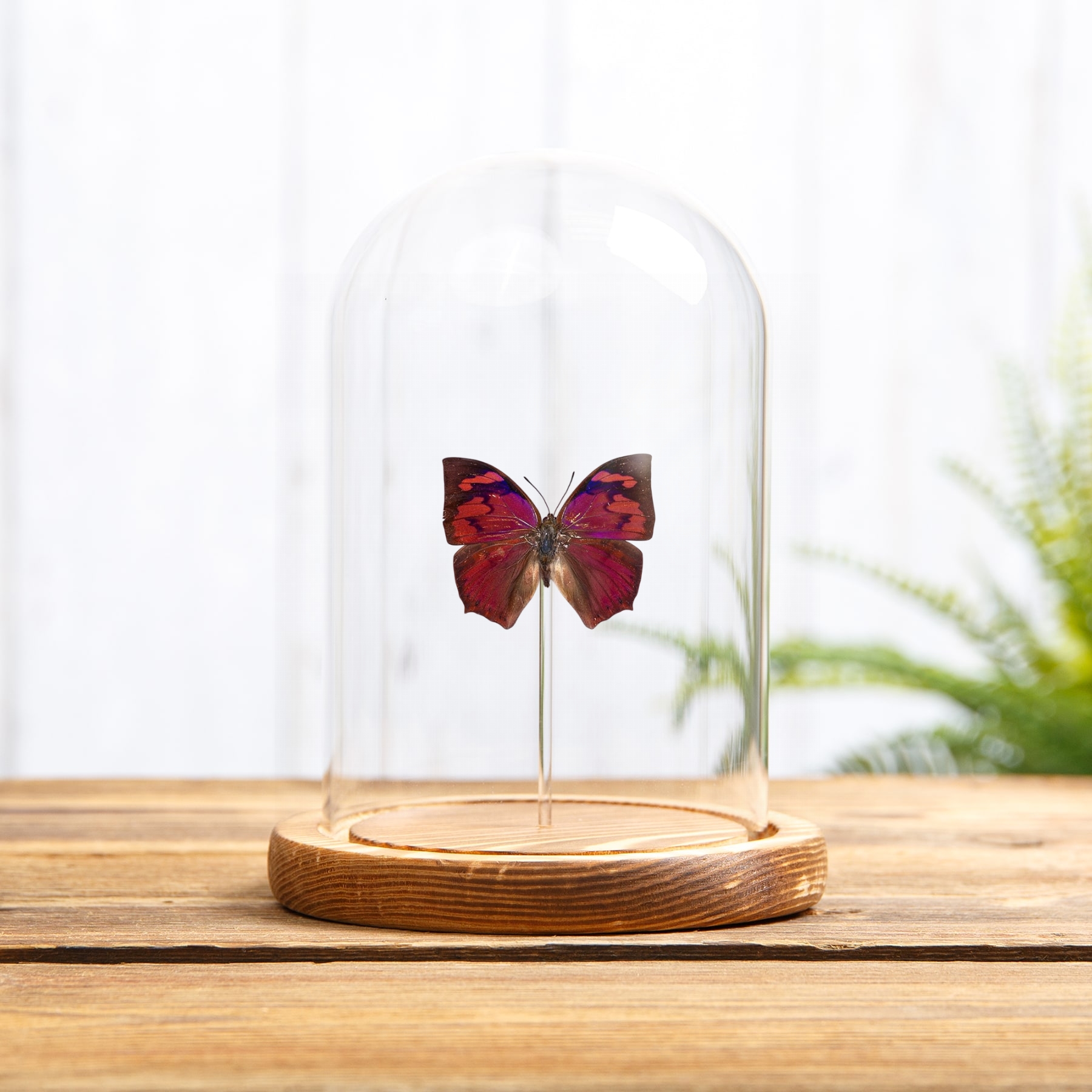 Leaf-wing Butterfly In Glass Dome (Anaea riphea)