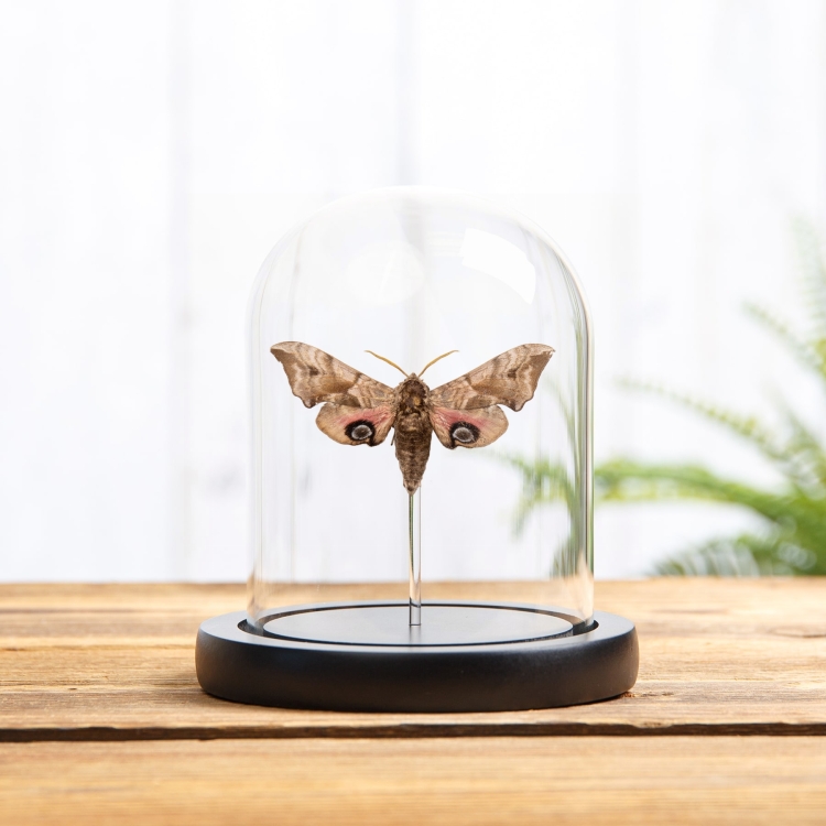 Eyed Hawk-moth In Glass Dome (Smerinthus ocellatus)