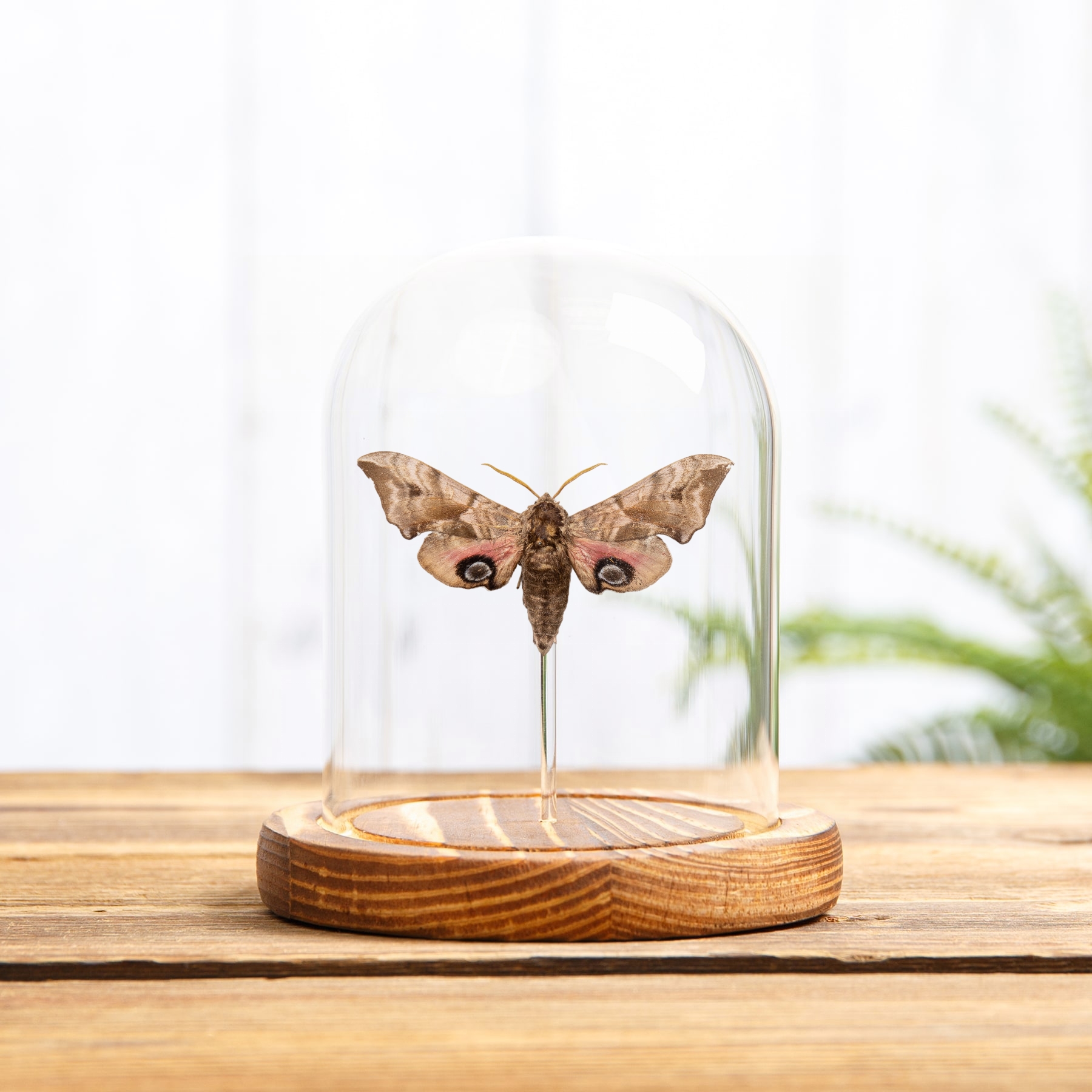 Eyed Hawk-moth In Glass Dome (Smerinthus ocellatus)