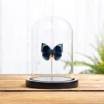 Minibeast Blue Round Wing Butterfly In Glass Dome (Anaea polyxo)
