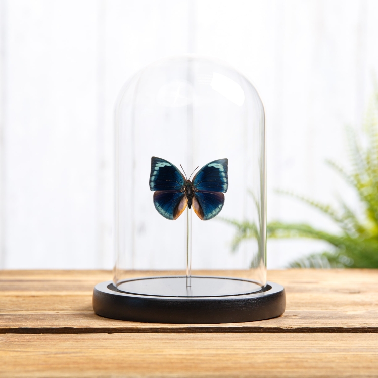 Blue Round Wing Butterfly In Glass Dome (Anaea polyxo)