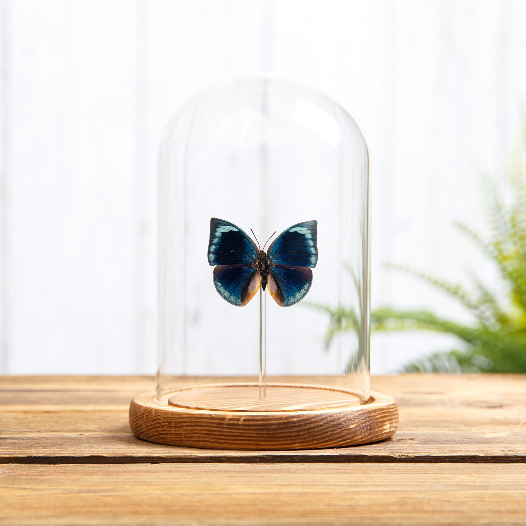 Blue Round Wing Butterfly In Glass Dome (Anaea polyxo)