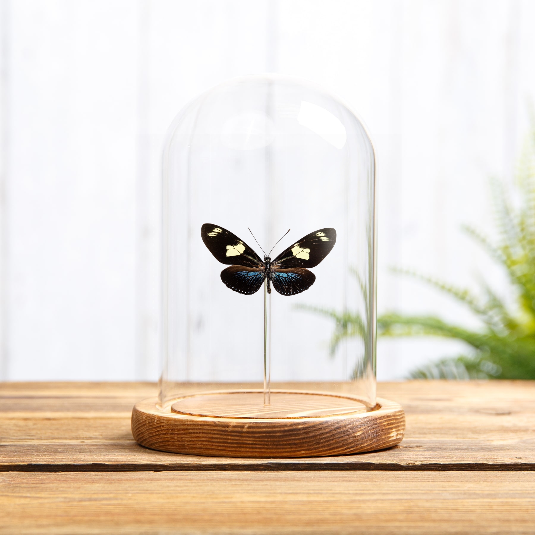 Doris Longwing Blue-form In Glass Dome (Heliconius doris doris)