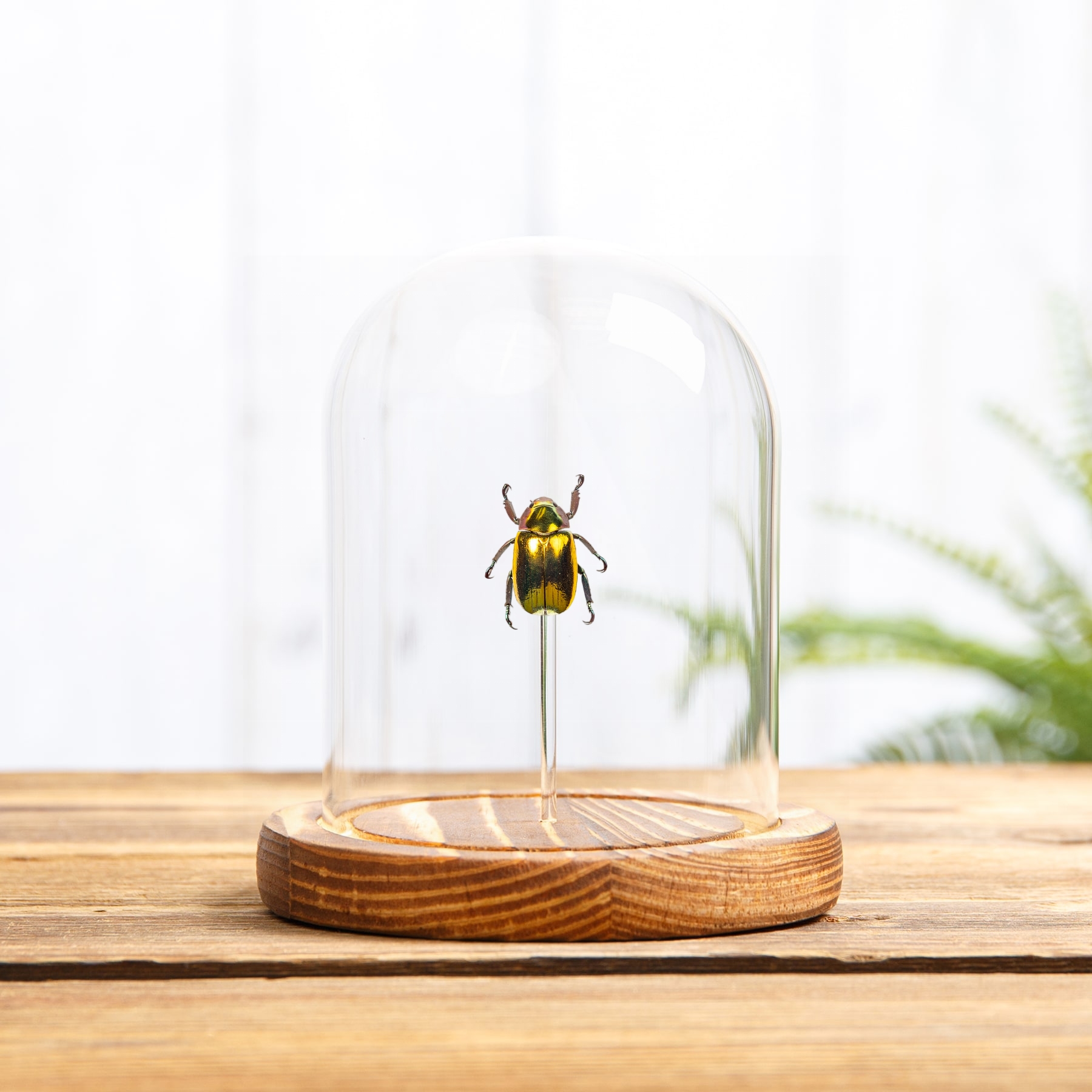 Large Golden Scarab Beetle In Glass Dome (Chrysina aurigans)