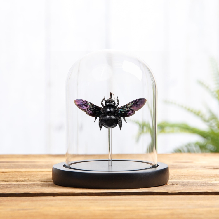 Broad-handed Carpenter Bee In Glass Dome (Xylocopa latipes)