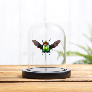 Turkish Flower Beetle In Glass Dome (Cetonischema speciosa jousselini)