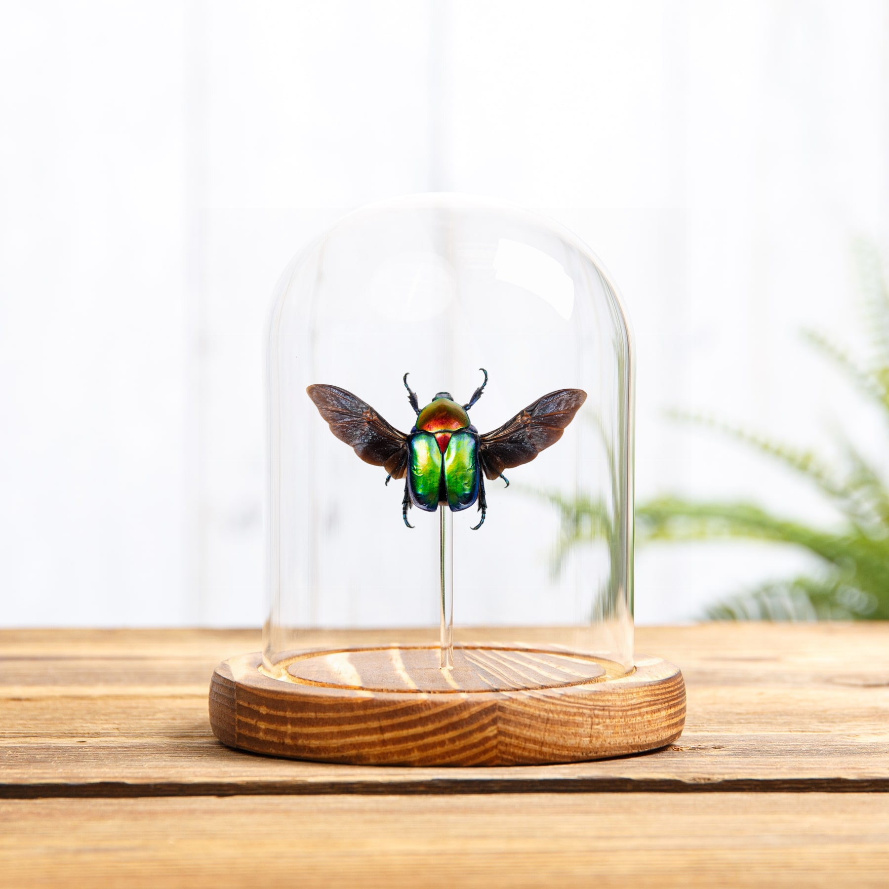 Turkish Flower Beetle In Glass Dome (Cetonischema speciosa jousselini)