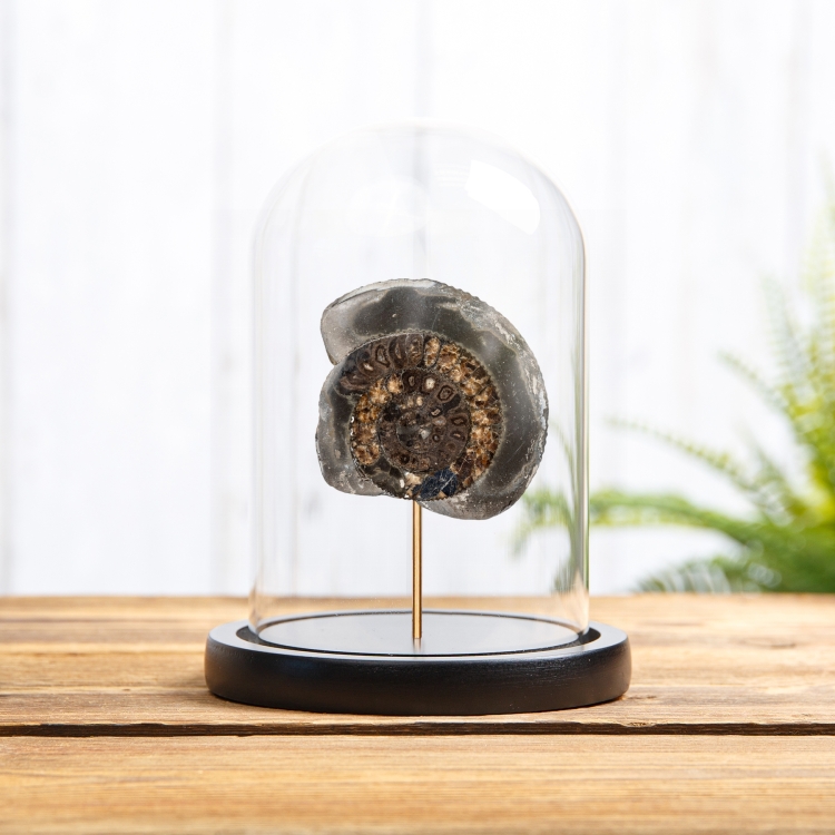 Dactylioceras Cut & Polished Ammonite Fossil In Glass Dome (Dactylioceras sp)