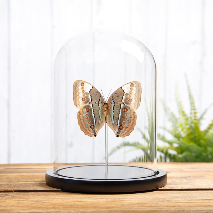 The Jungle Queen Ventral Side Butterfly In Glass Dome (Stichophthalma louisa) The Jungle Queen Ventral Side Butterfly In Glass Dome (Stichophthalma louisa)